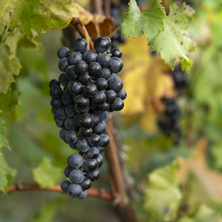 Chambourcin Wine Grapes - Image 3