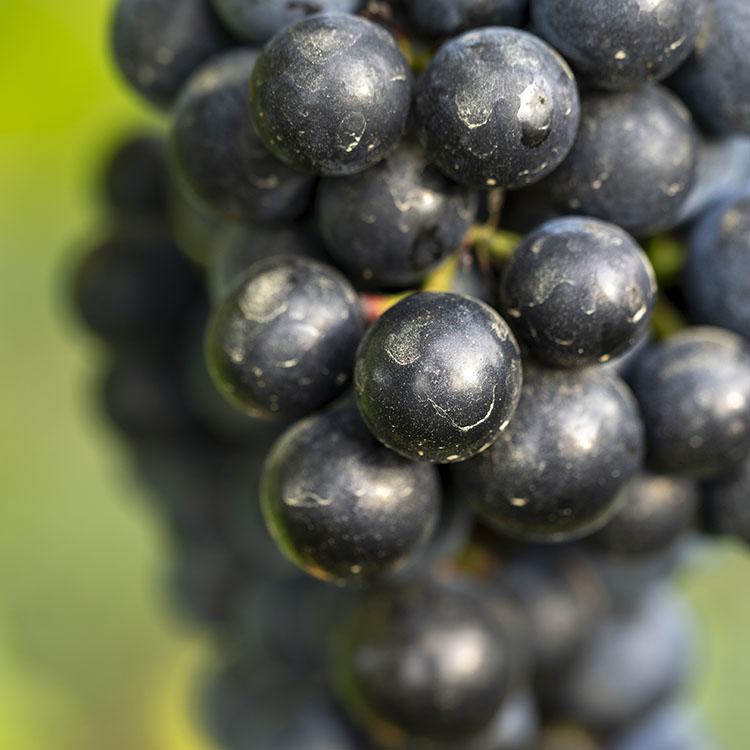 Chambourcin Wine Grapes - Image 2