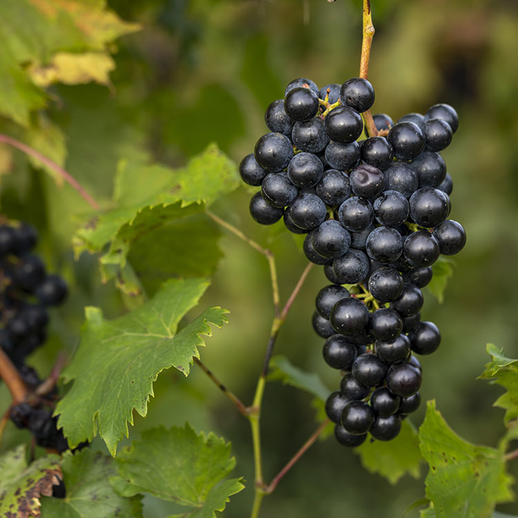 Chambourcin Wine Grapes