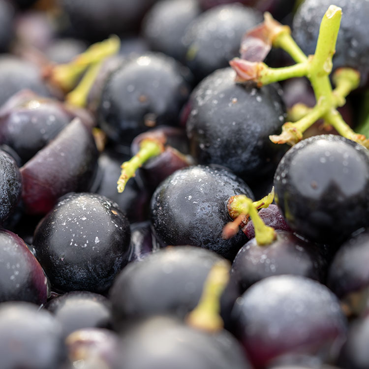 Regent Wine Grapes - Image 4
