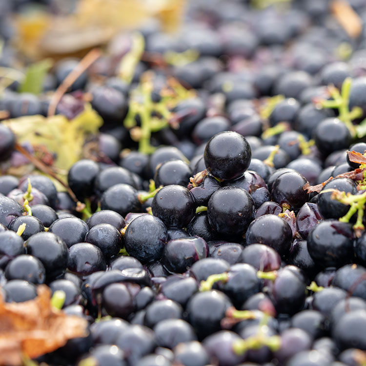 Regent Wine Grapes - Image 2