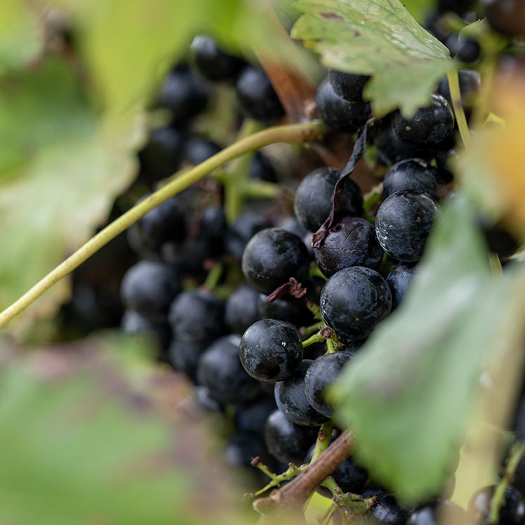 Regent Wine Grapes - Image 3