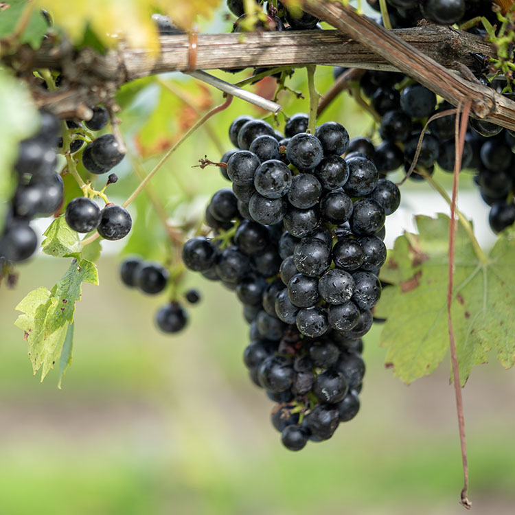 Regent Wine Grapes
