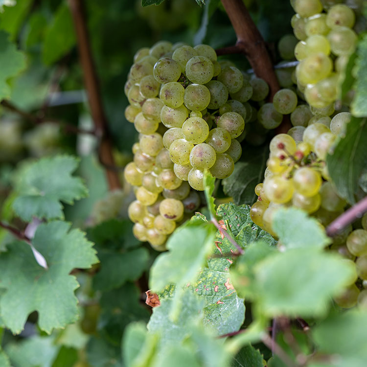 Riesling Wine Grapes