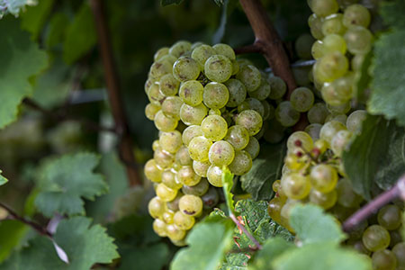 bulk riesling grapes for wineries