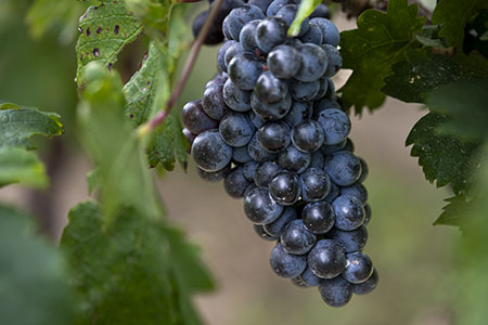 cab franc grapes for winemakers