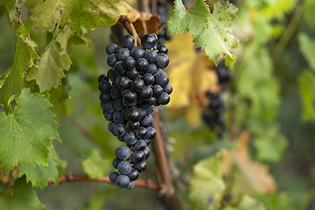 chambourcin grapes for winemakers