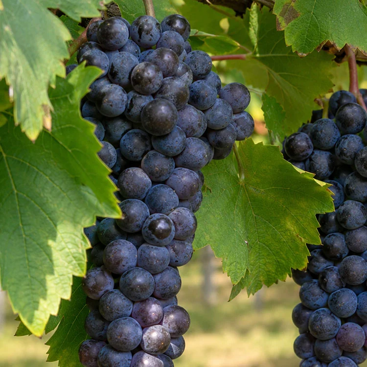 Frontenac Wine Grapes