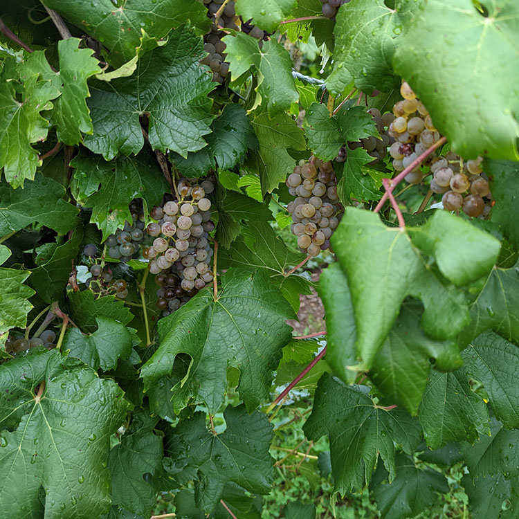 Itasca Wine Grapes