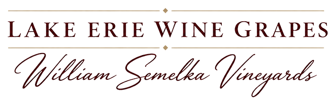 lake erie wine grapes for sale by william semela