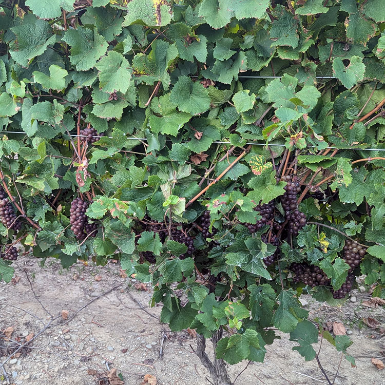 Pinot Gris Wine Grapes - Image 2
