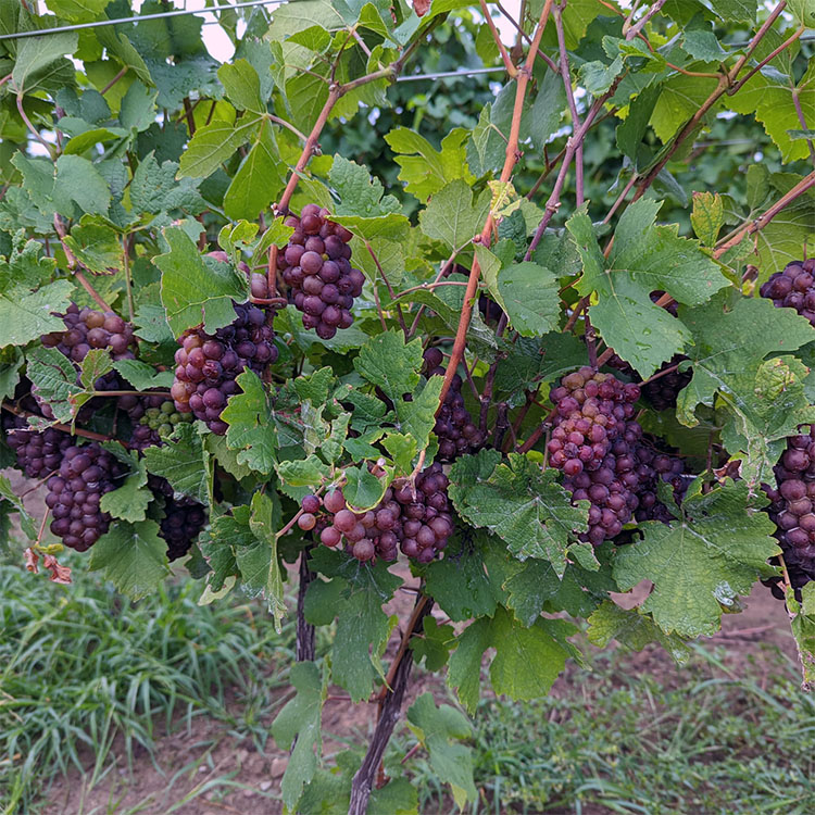 Pinot Gris Wine Grapes