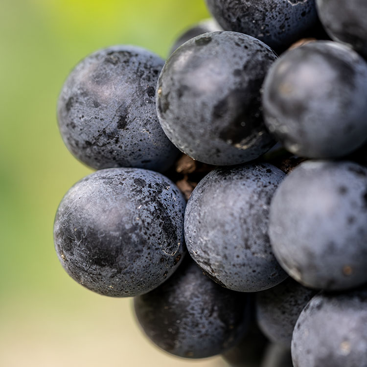 Cabernet Franc