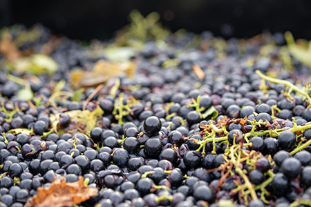 what does regent wine taste like